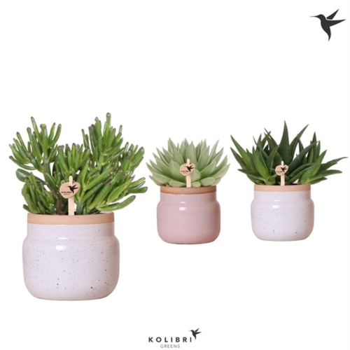 Lot de 3 Succulentes Mixtes en pot Vintage de 12cm