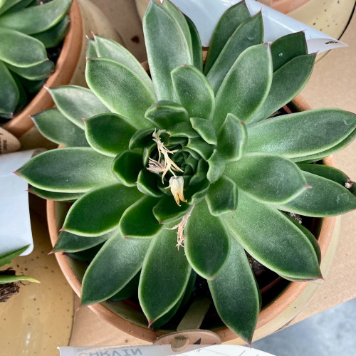 Lot de 4 Succulentes Mixte en pot déco de 9cm