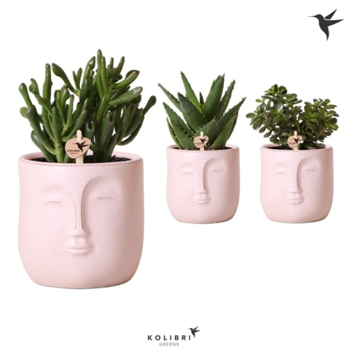 Lot de 3 Succulentes pot Zen visage