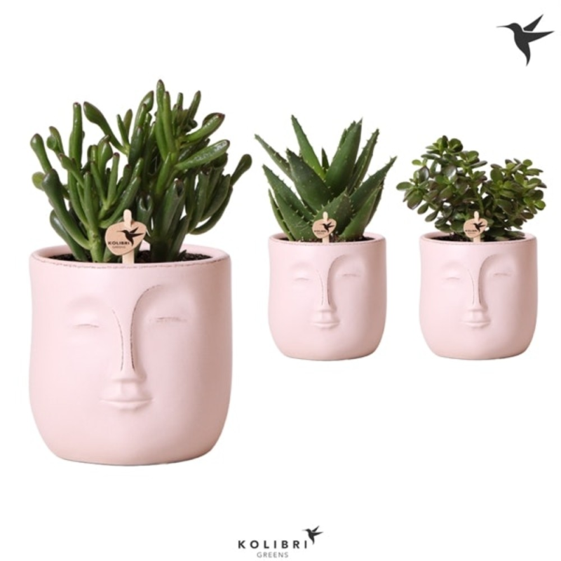 Pot de fleurs en forme de tête de visage pour plantes grasses avec trou de  drainage/cactus - Pour intérieur et extérieur - Jardinières et bacs - Achat  & prix