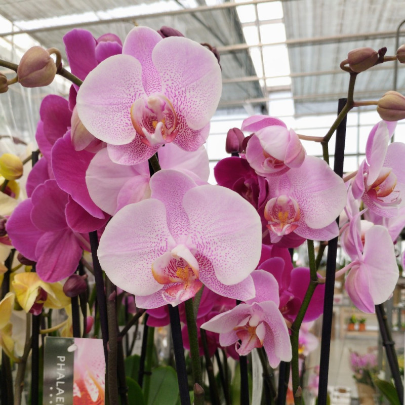 Orchidée Phalaenopsis rose achats avantageux sur