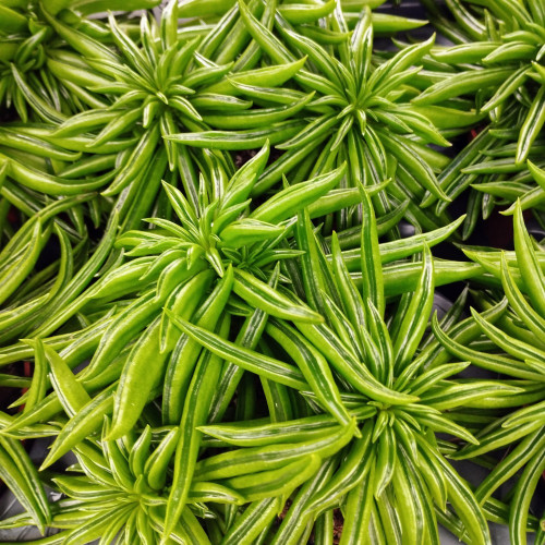 Peperomia Argyreia - Pépéromie DArgent Happy Bean pot de 12cm