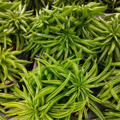 Peperomia Argyreia - Pépéromie DArgent Happy Bean pot de 12cm