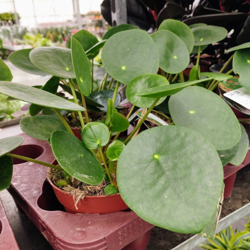 Pilea Peperomoides pot de 12cm