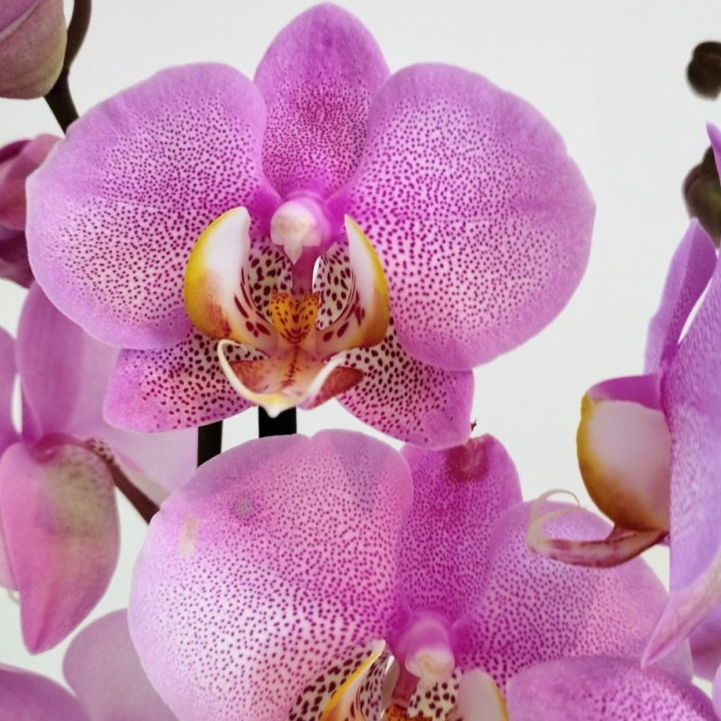 Orchidée Phalaenopsis rose achats avantageux sur