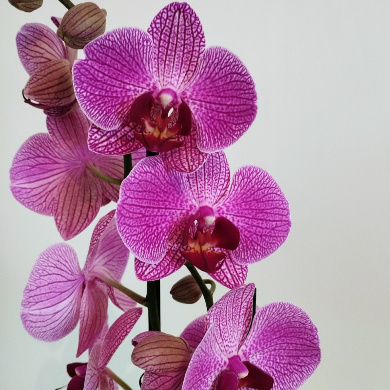 Orchidée Violet achats avantageux sur