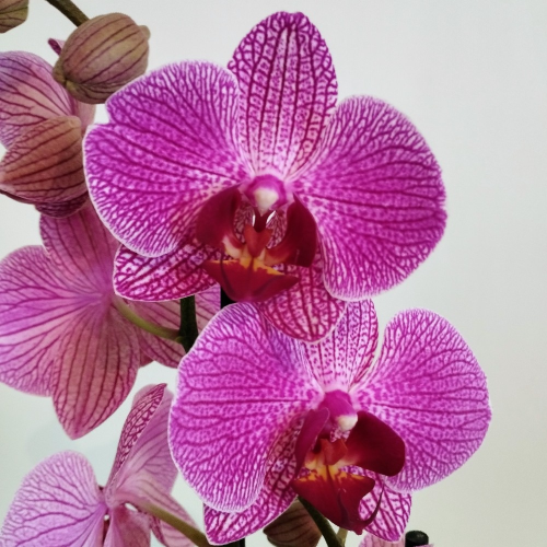 Orchidée Phalaenopsis rose achats avantageux sur