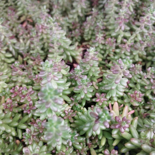 Sedum Album Coral Carpet