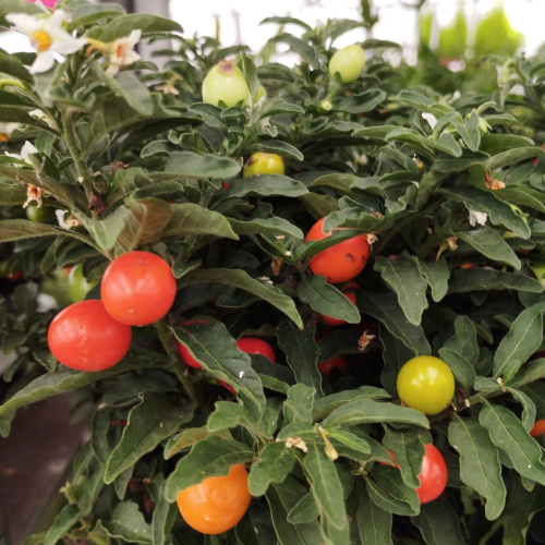 Solanum Pseudocapsicum en pot de 11cm