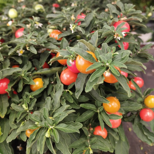 Solanum Pseudocapsicum en pot de 11cm