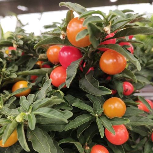 Solanum Pseudocapsicum en pot de 11cm