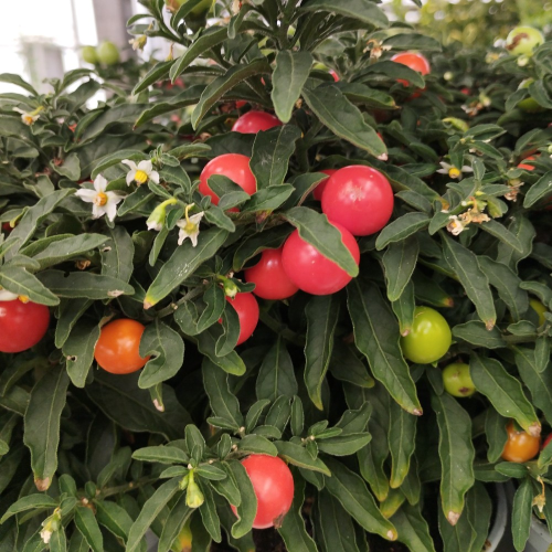 Solanum Pseudocapsicum en pot de 11cm