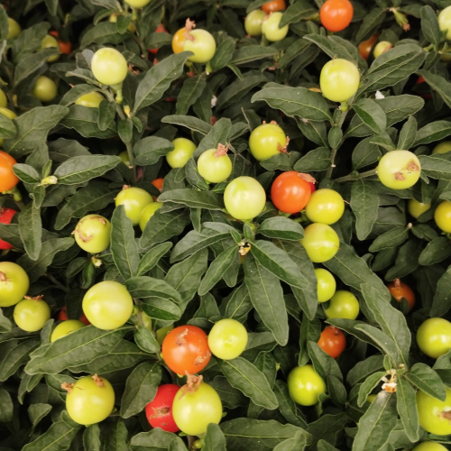 Solanum Pseudocapsicum en pot de 11cm