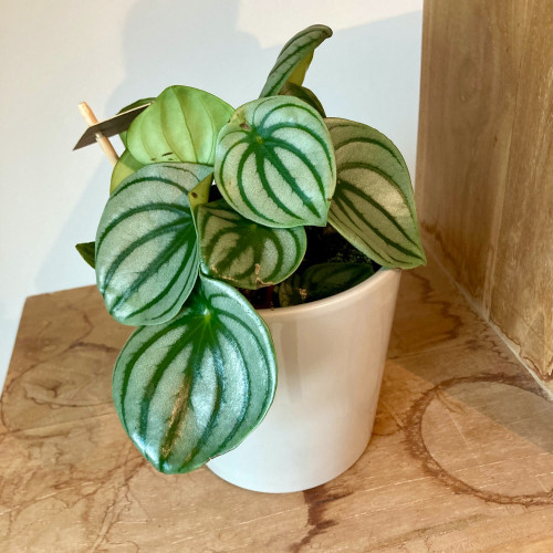 Peperomia Argyreia - Pépéromie DArgent