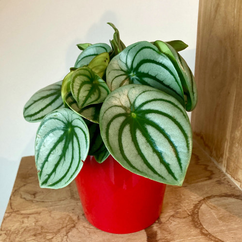 Peperomia Argyreia - Pépéromie DArgent