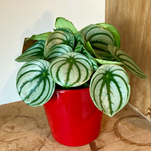 Peperomia Argyreia - Pépéromie DArgent