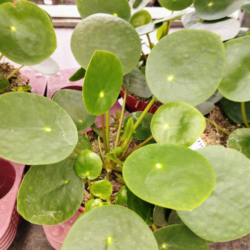 Pilea Peperomoides pot de 12cm