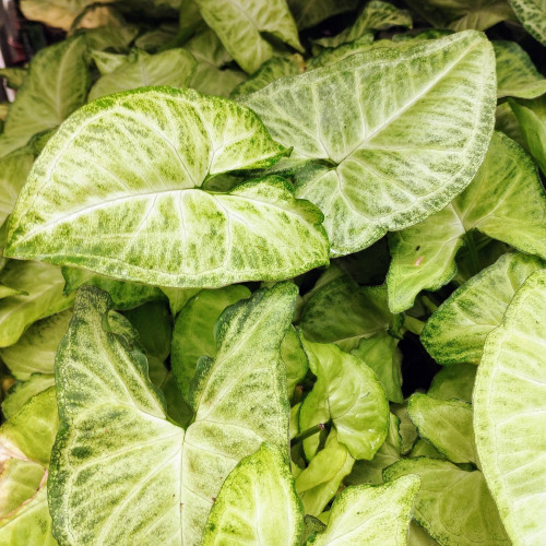 Pothos Scindapsis Pictum Silvery