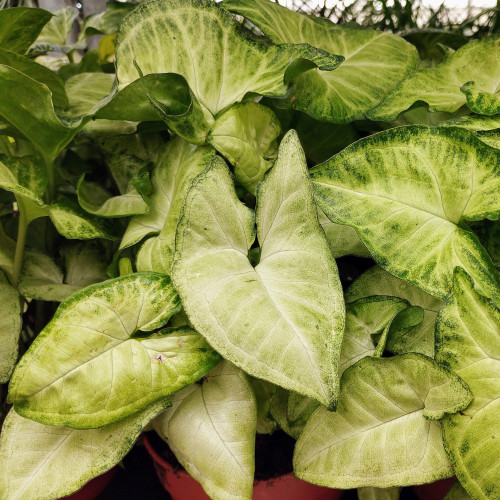 Pothos Scindapsis Pictum Silvery