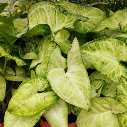 Pothos Scindapsis Pictum Silvery