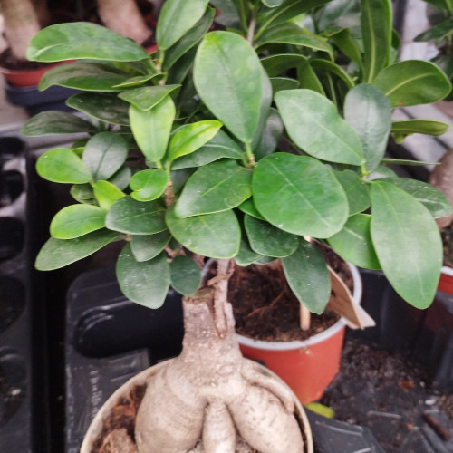 Ficus Microcarpa Ginseng P12