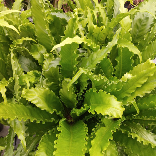 Asplenium Fougère Nid DOiseau Leslie