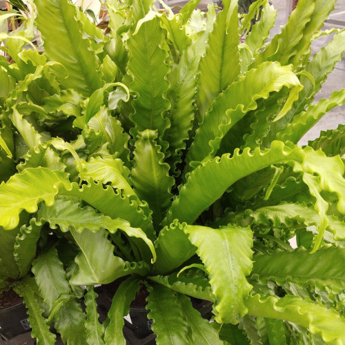 Asplenium Fougère Nid DOiseau Leslie