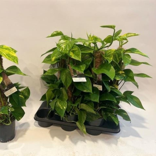 Pothos Epipremnum Mosstok en pot de 15cm