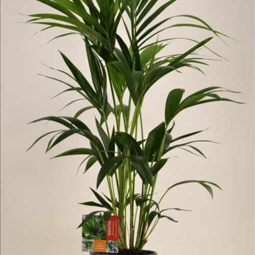 Howea Forsteriana Kentia en pot de 21cm