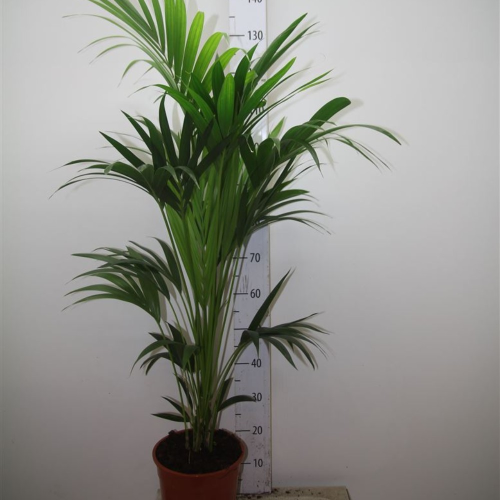 Howea Forsteriana Kentia en pot de 21cm