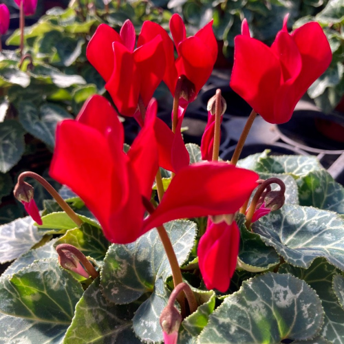 Cyclamen blanc