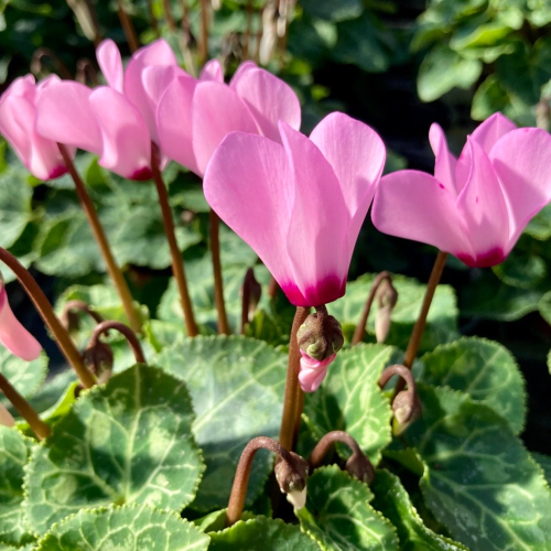 Cyclamen blanc