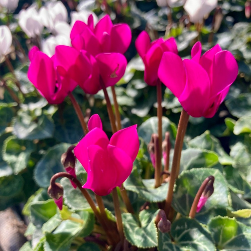 Cyclamen blanc