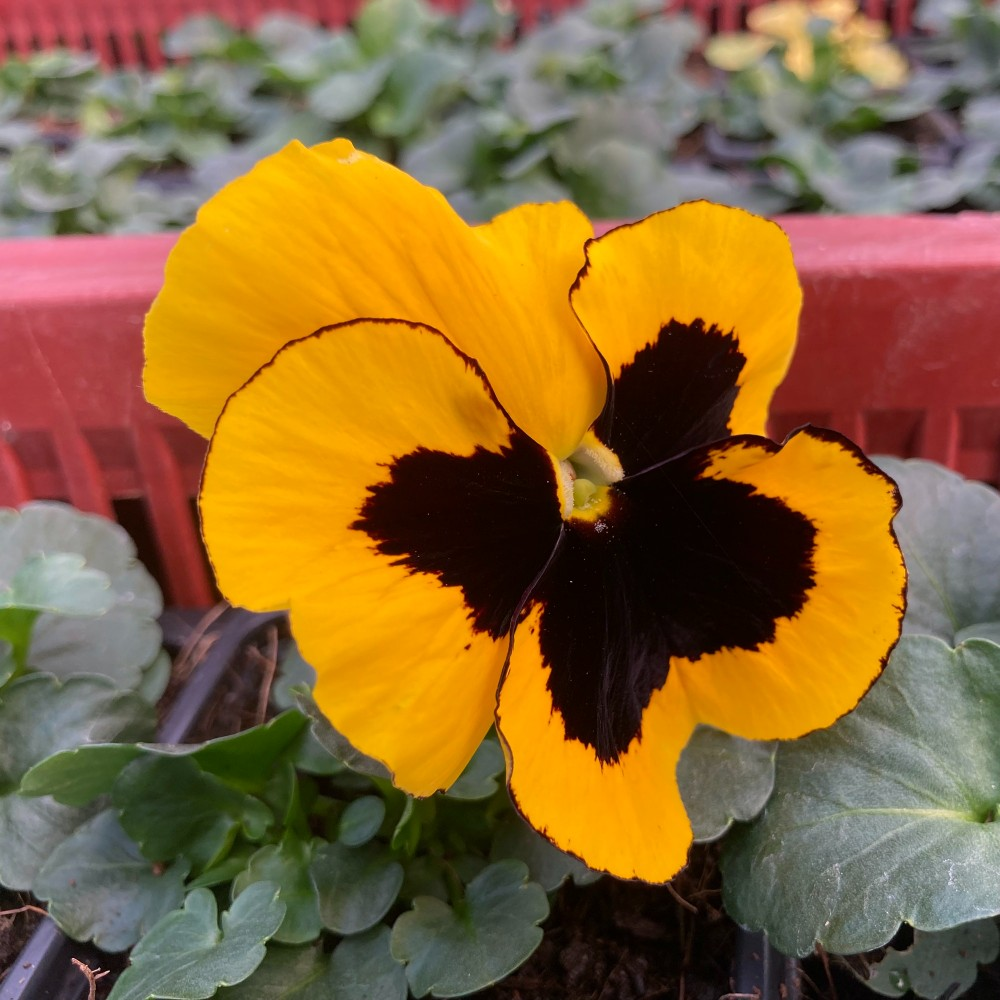 Lot de 24 Pensées à Grosses Fleurs