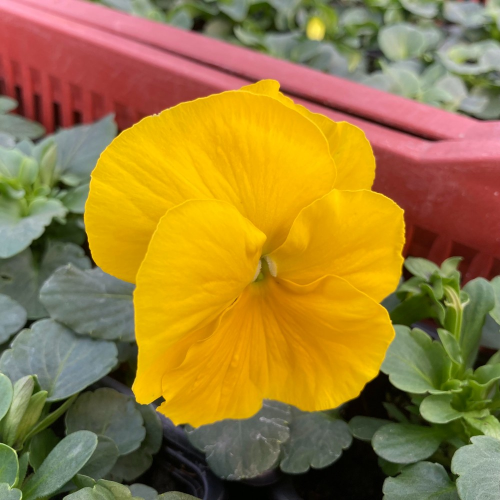 Lot de 24 Pensées à Grosses Fleurs