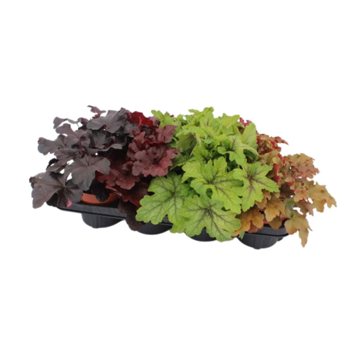 Lot de 8 Heuchèra Variées en Pot de 13cm