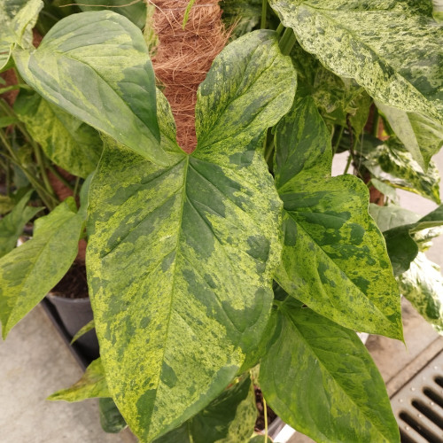 Pothos Scindapsis Tuteur