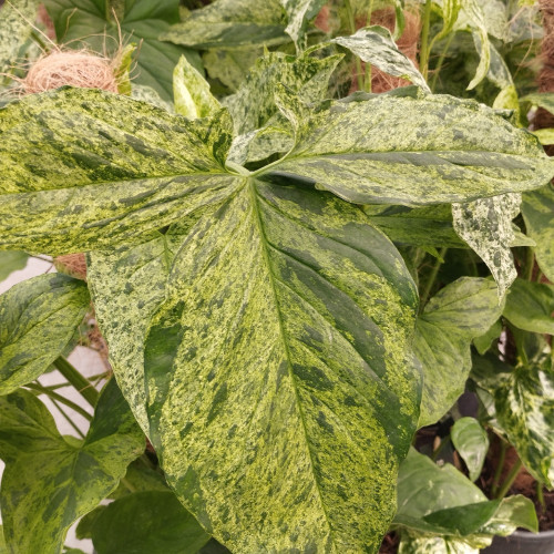 Pothos Scindapsis Tuteur