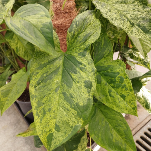 Pothos Epipremnum Mosstok en pot de 15cm