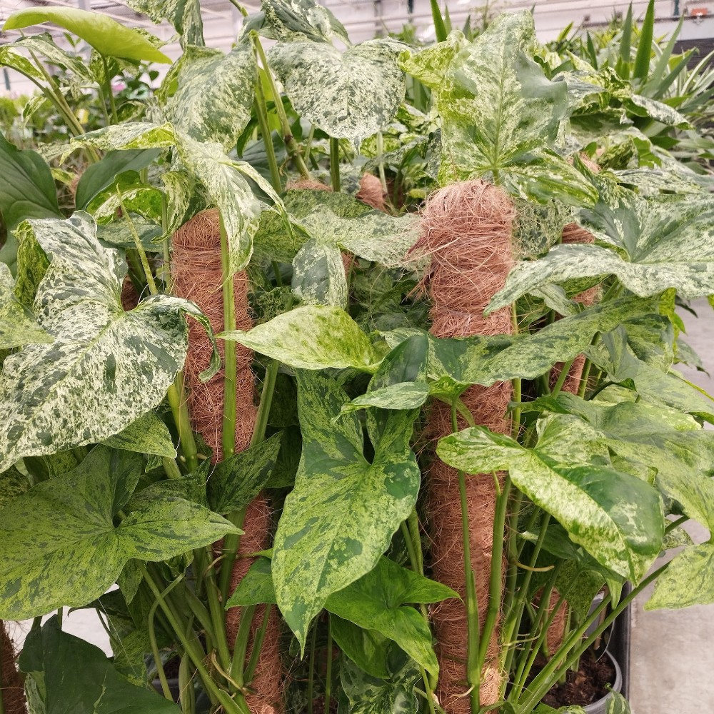 Pothos Epipremnum Mosstok en pot de 15cm