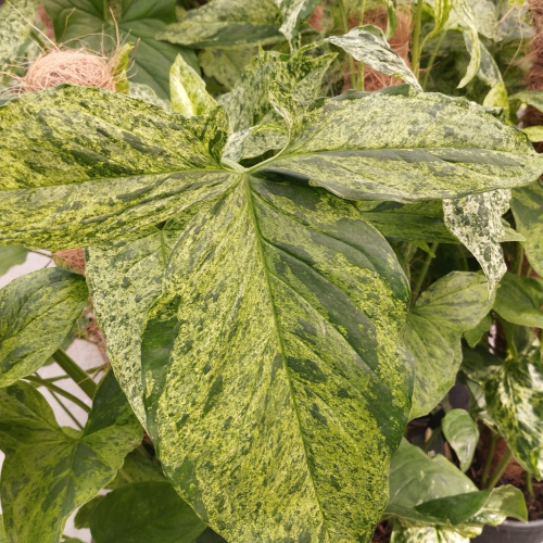 Pothos Epipremnum Mosstok en pot de 15cm