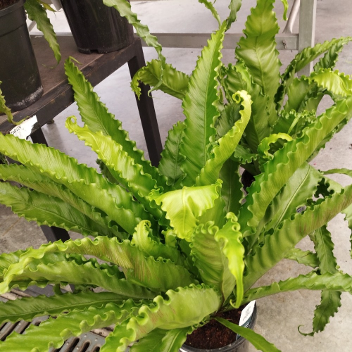 Asplenium Fougère Nid DOiseau Leslie