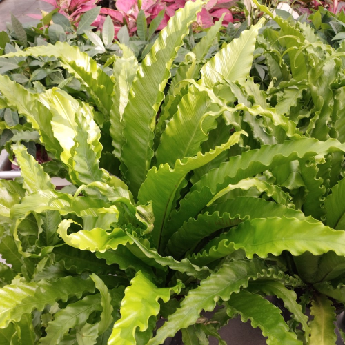 Asplenium Fougère Nid DOiseau Leslie