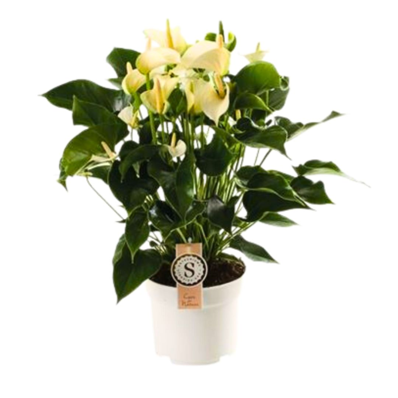 Anthurium blanc avec cache pot - Plantes - PF2 - Commerçants du