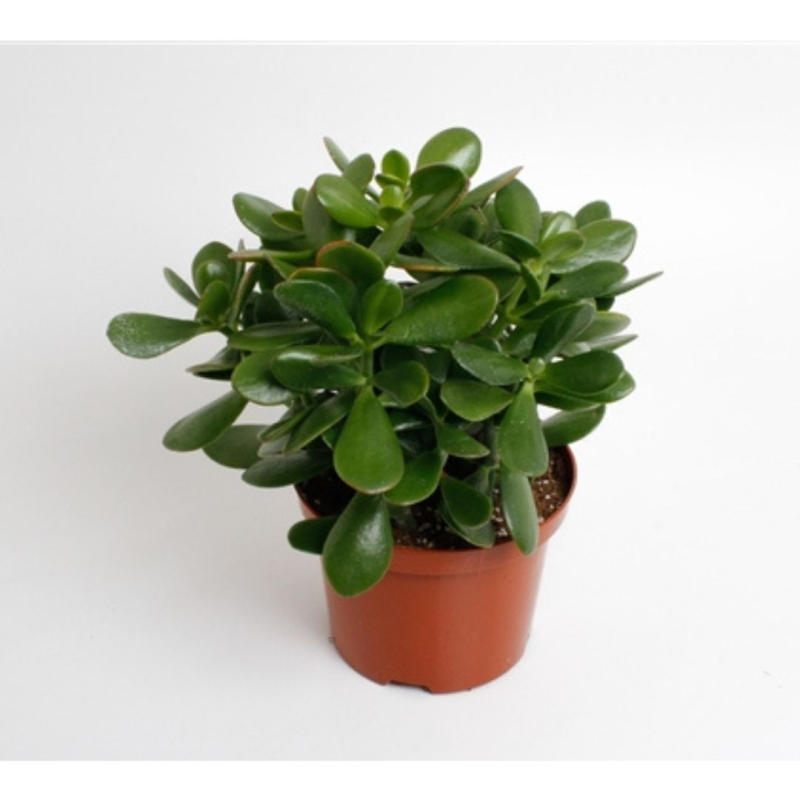 Crassula Ovata: Plante d'intérieur facile à entretenir – La Green