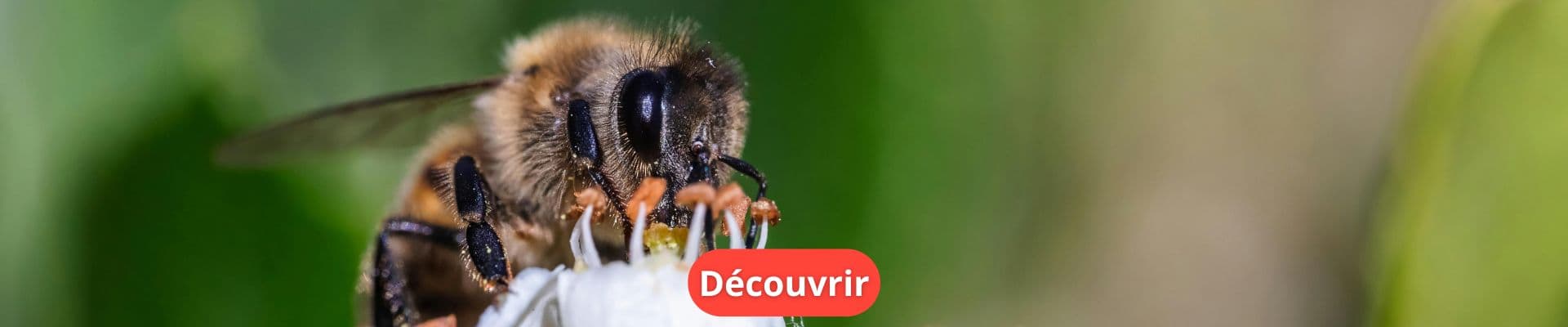 Plantes qui attirent les abeilles