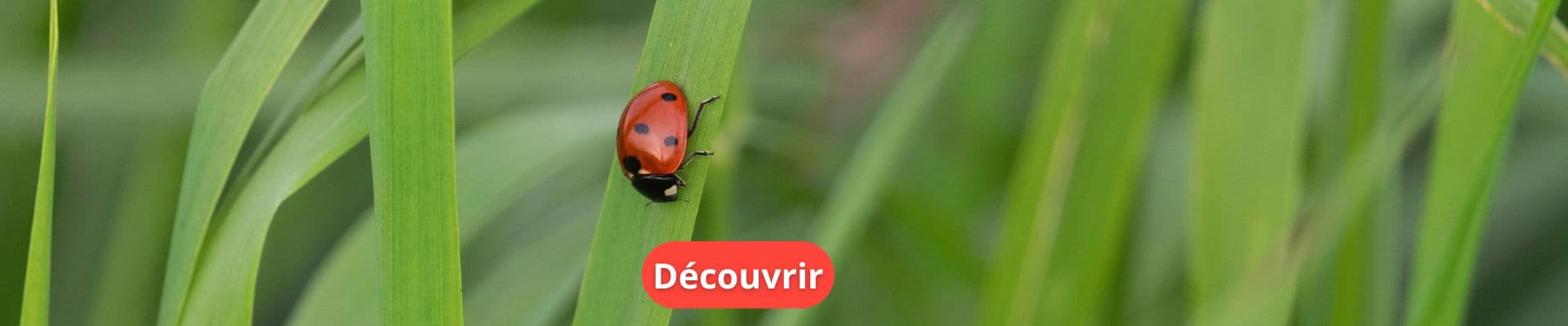 Plantes qui attirent les coccinelles