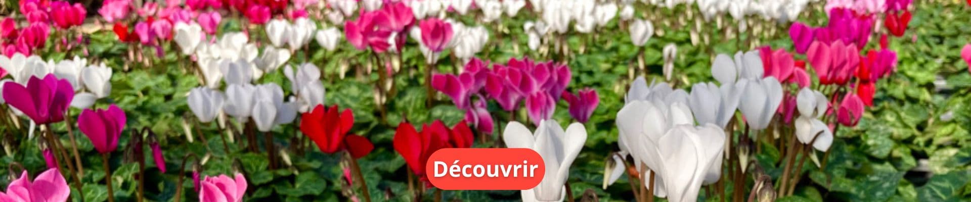 Le Cyclamen, de la couleur au jardin !