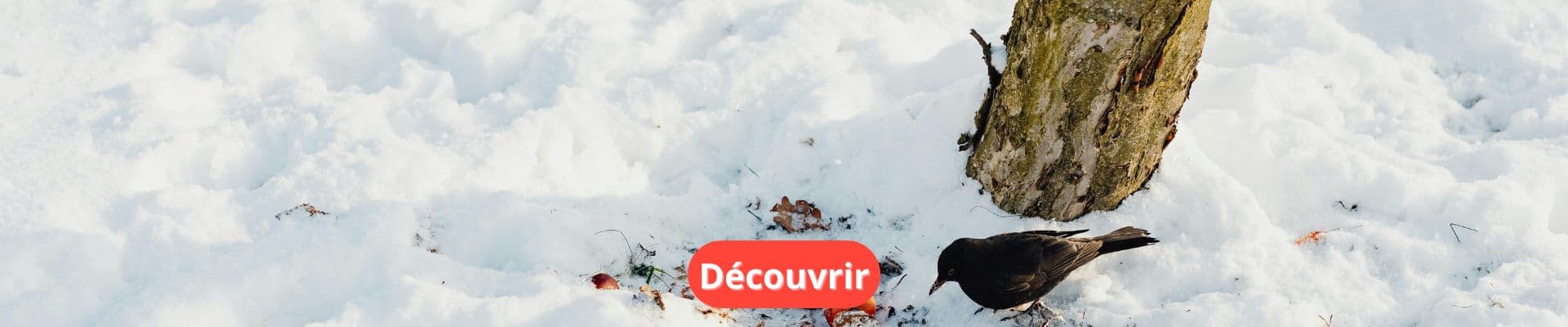 Que faire en hiver ?