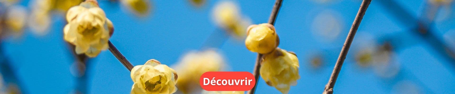 ue faire en février au jardin ?